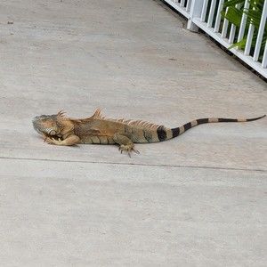 Meet your Posher, El